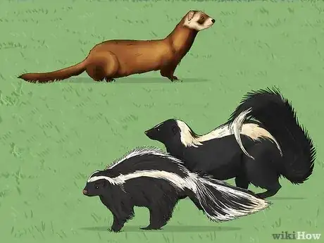 Image titled Skunk vs Polecat Step 7