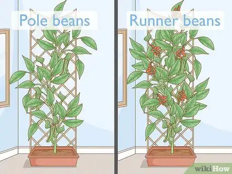 Image titled Grow Green Beans Indoors Step 2