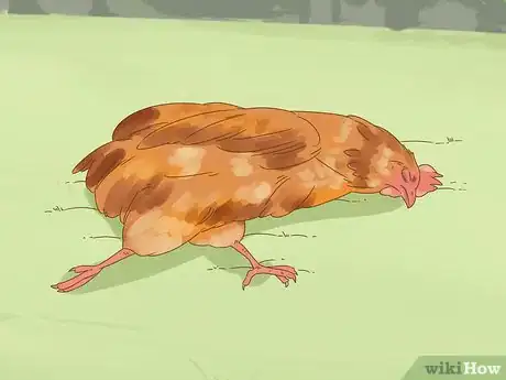 Image titled Tell if a Chicken is Sick Step 16