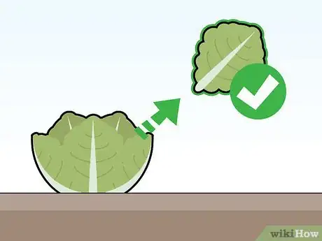 Image titled Grow Butter Lettuce Step 9