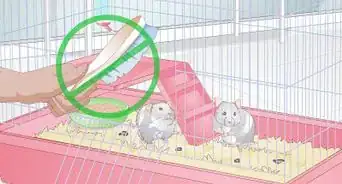 Care For a Mother Hamster and Her Babies