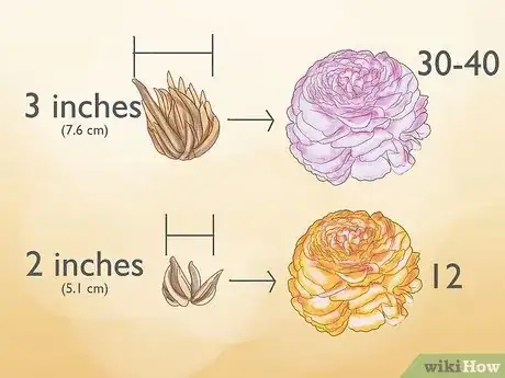 Image titled Plant and Care for a Ranunculus Step 4