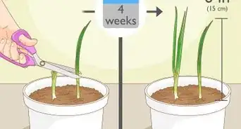 Grow Spring Onions