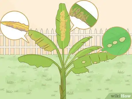 Image titled Grow Banana Plants Step 14