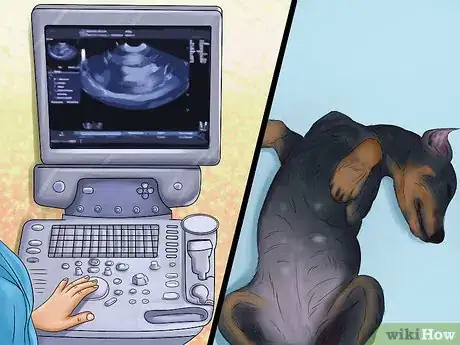 Image titled Diagnose Heart Conditions in Doberman Pinschers Step 9