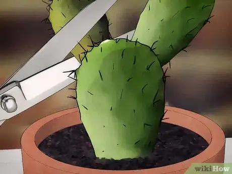 Image titled Save a Dying Cactus Step 2