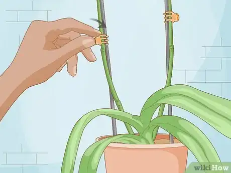 Image titled Get Orchids to Rebloom Step 15