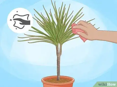 Image titled Grow Dracaena Marginata Step 11