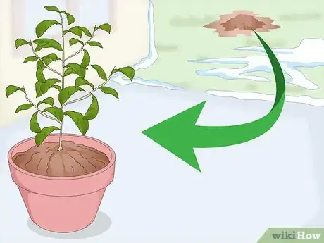 Image titled Grow a Tea Plant Step 11