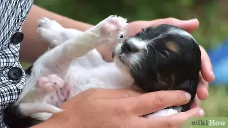 Image titled Groom a Puppy Step 5