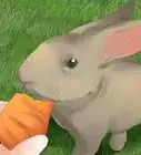 Understand Your Rabbit