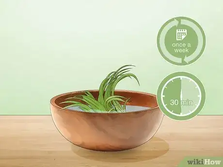 Image titled Care for Air Plants Step 3