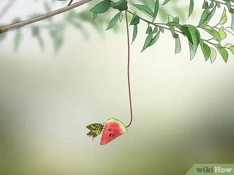 Image titled Attract Butterflies with Fruit Step 2