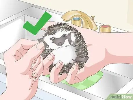 Image titled Bathe a Pet Hedgehog Step 8