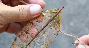 Make Skeleton Leaves