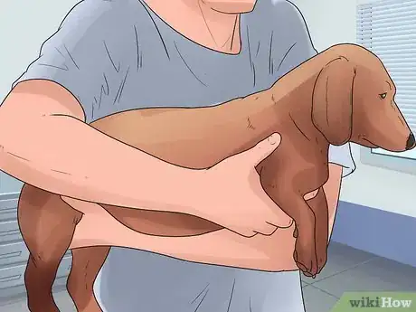 Image titled Give Your Dog Eye Drops Step 4