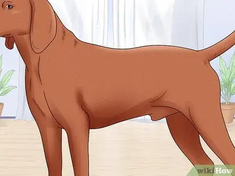 Image titled Identify a Redbone Coonhound Step 8