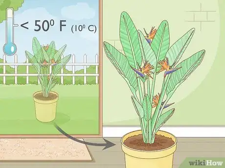 Image titled Grow Bird of Paradise Step 10