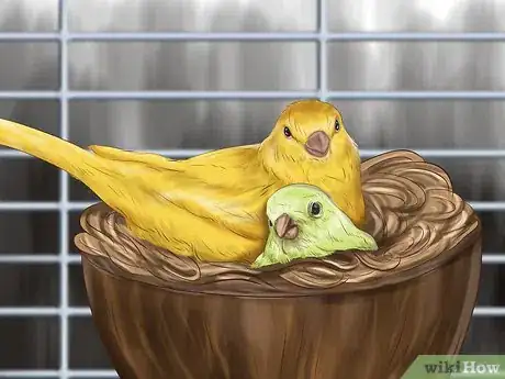 Image titled Get a Canary to Sing Step 5