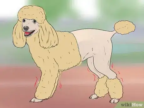 Image titled Diagnose Addison's Disease in Poodles Step 1