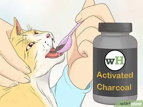 Image titled Handle Nicotine Poisoning in Cats Step 5