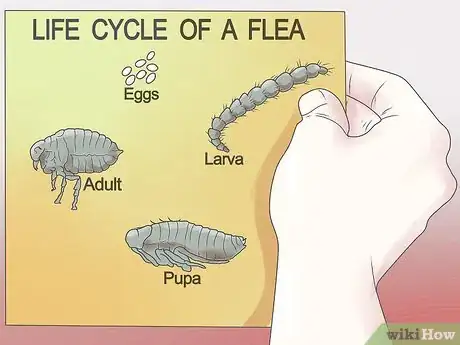 Image titled Get Rid of Fleas on a Puppy Too Young for Normal Medication Step 11