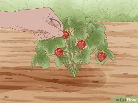 Image titled Grow Strawberries Step 22