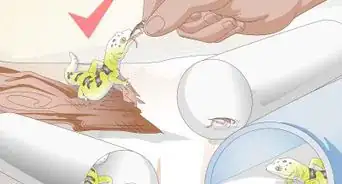 Care for a Leopard Gecko Egg