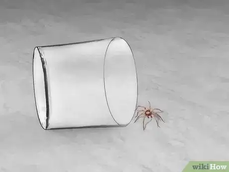 Image titled Get Spiders Out of Your House Without Killing Them Step 10