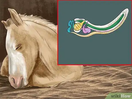 Image titled Diagnose Parasites in Horses Step 5