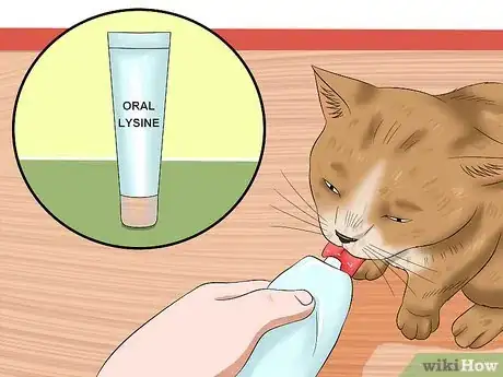 Image titled Treat Conjunctivitis in Cats Step 8