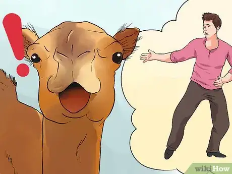 Image titled Regain Control of a Spooked Camel Step 13