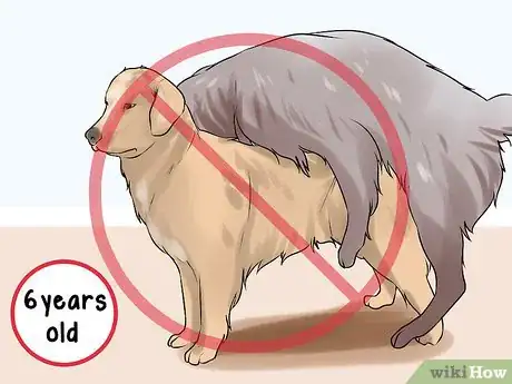 Image titled Promote Safe Whelping for Older Dogs Step 1