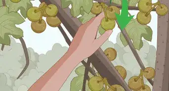 Prune a Fig Tree