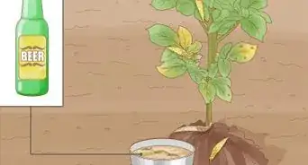 Grow Potatoes in a Wire Cage