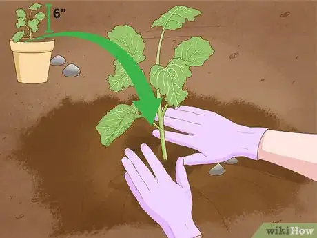 Image titled Grow Broccoli Step 9