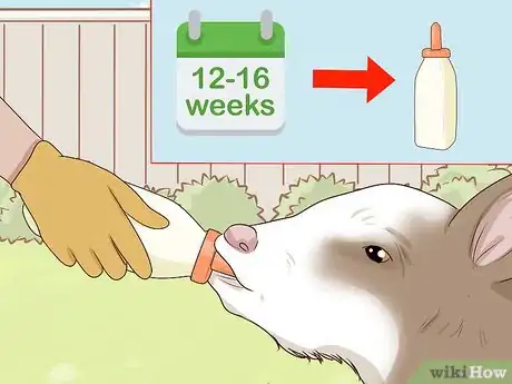 Image titled Bottle Feed Calves Step 18