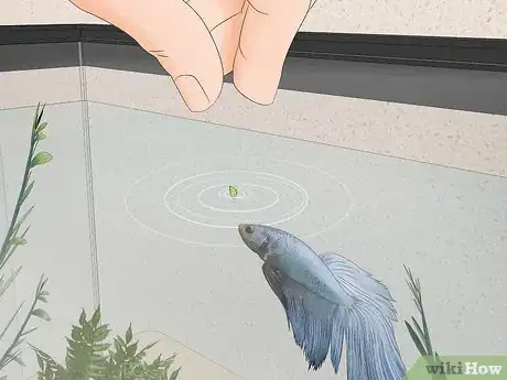 Image titled Feed a Betta Fish Peas Step 9