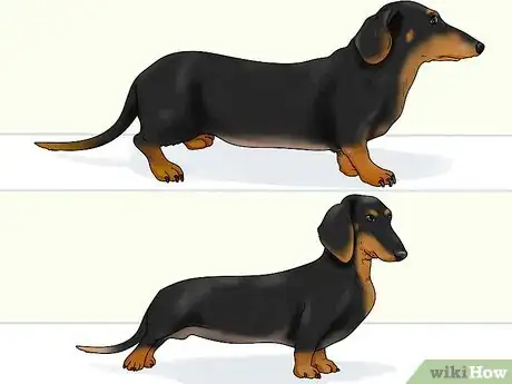 Image titled Identify a Dachshund Step 8