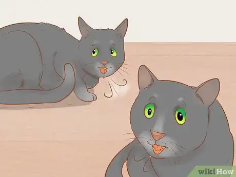 Image titled Know if Your Cat Is Sick Step 11