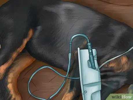 Image titled Diagnose Heart Conditions in Doberman Pinschers Step 2