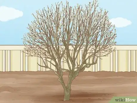 Image titled Prune a Magnolia Tree Step 12