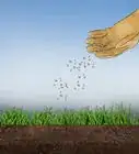 Grow Grass from Seeds