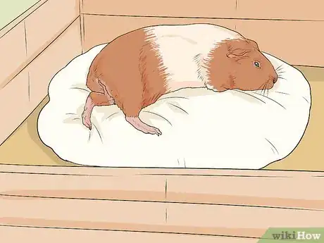 Image titled Care for a Guinea Pig with Pneumonia Step 10