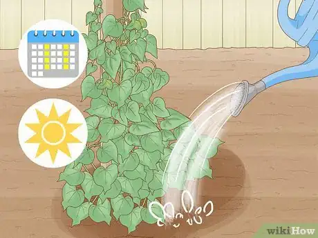 Image titled Grow Morning Glories Step 11