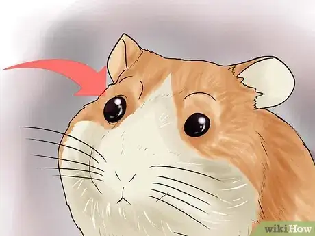 Image titled Determine if Your Hamster Is Blind Step 5