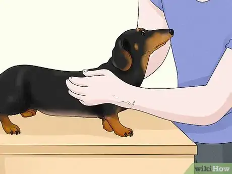 Image titled Identify a Dachshund Step 5