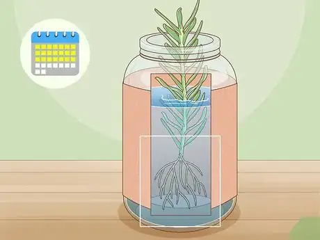 Image titled Grow Herbs in Water Step 11