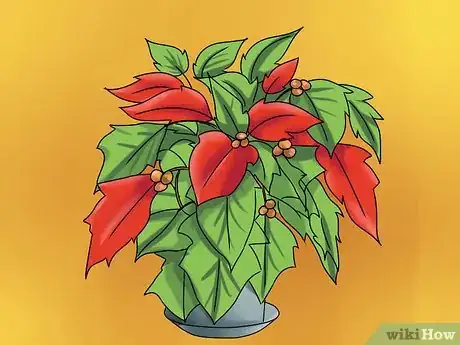 Image titled Keep Poinsettias Growing To Next Christmas Step 15