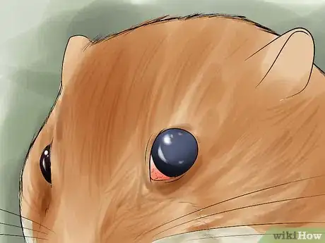 Image titled Determine if Your Hamster Is Blind Step 6